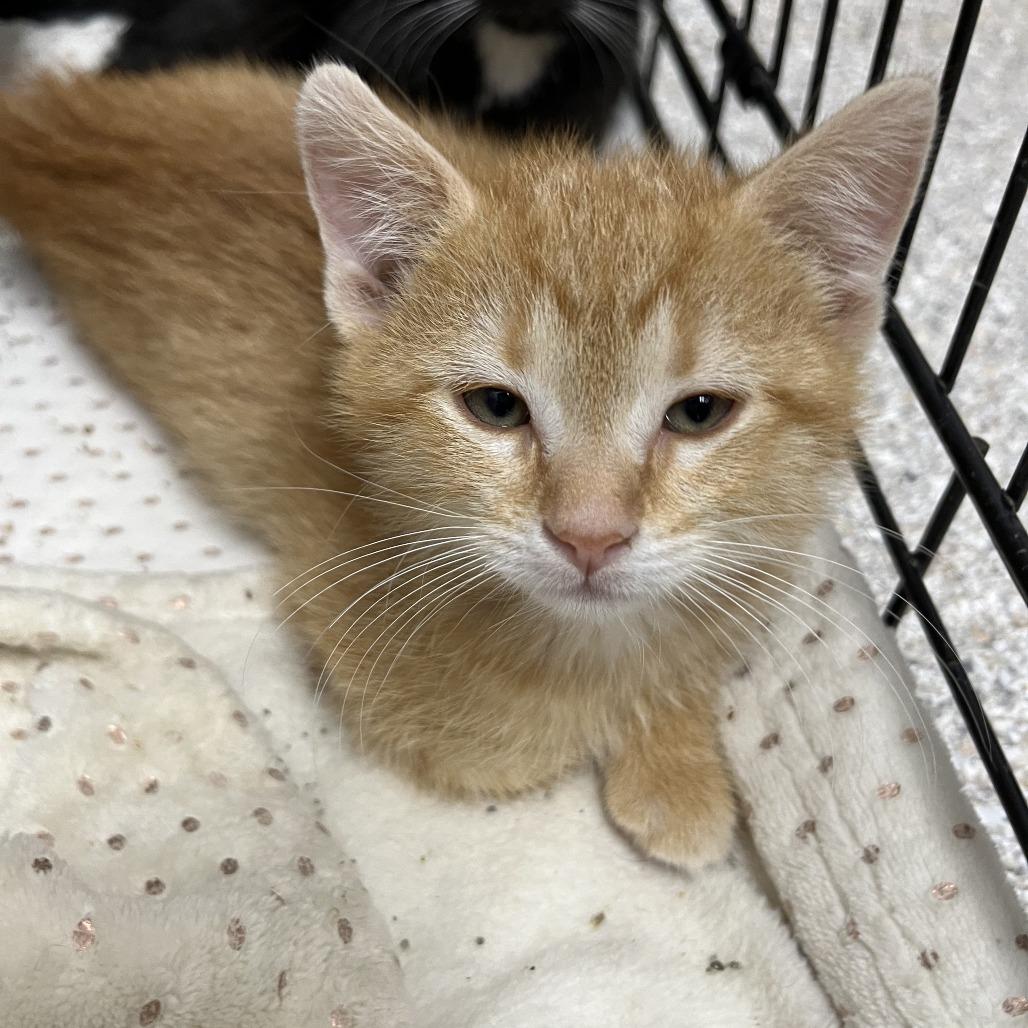 Stitch, Adoptable, Kitten Male Domestic Short Hair.