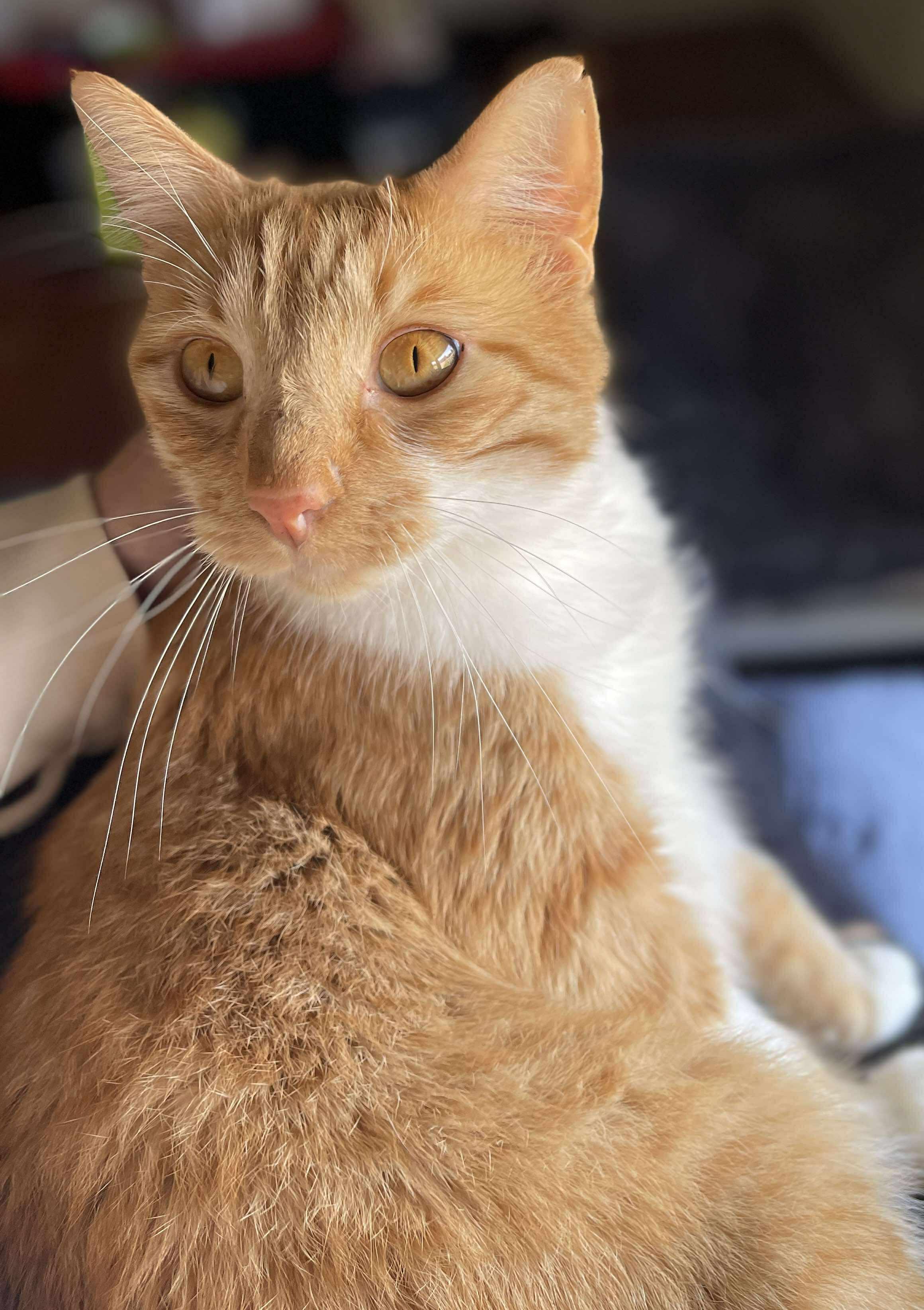 Enlarge Rusty - AKA Rustoleum, a Adoptable Domestic Short Hair in Ocean Springs, MS image 1/5