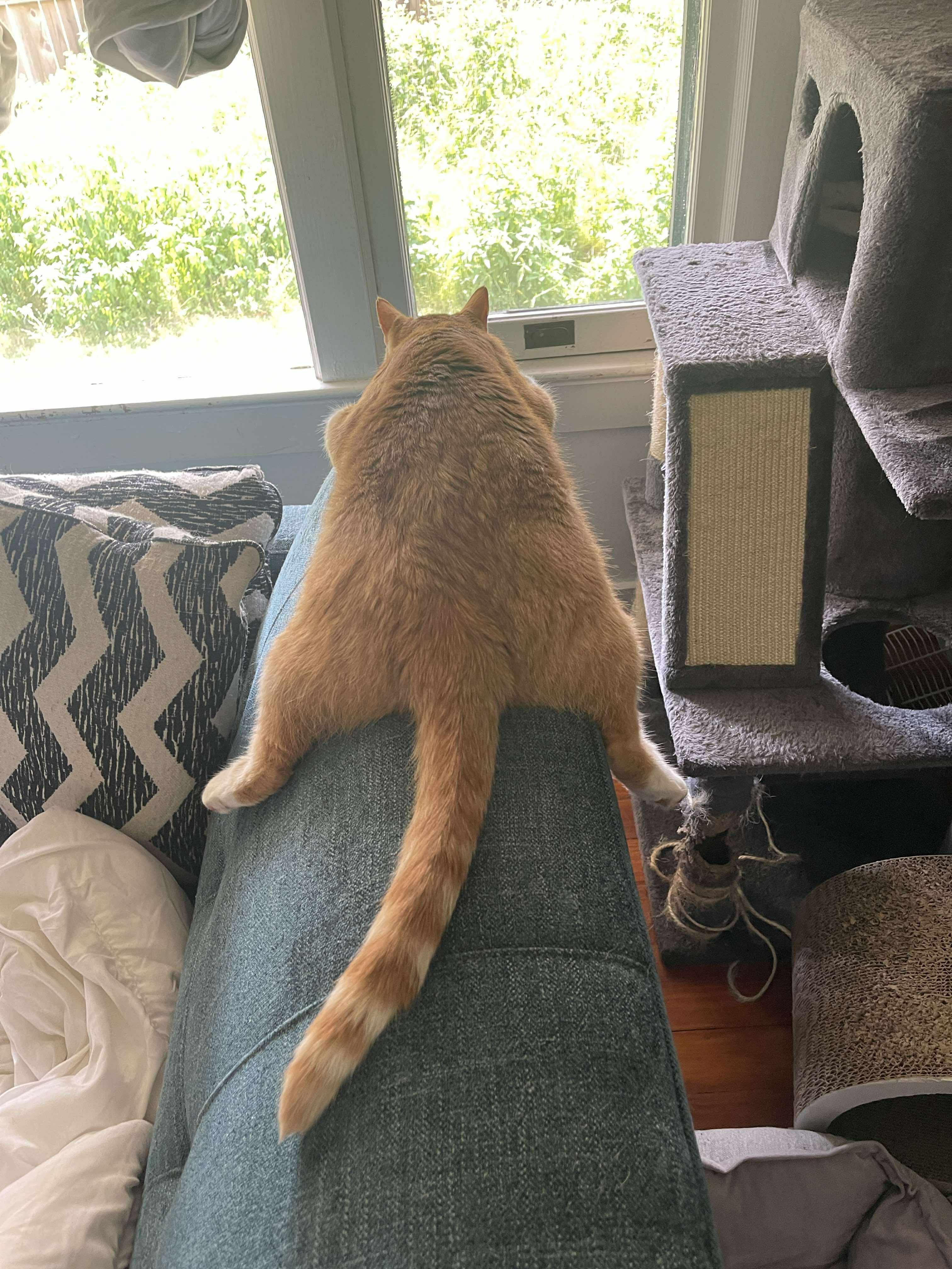 Enlarge Rusty - AKA Rustoleum, a Adoptable Domestic Short Hair in Ocean Springs, MS image 2/5