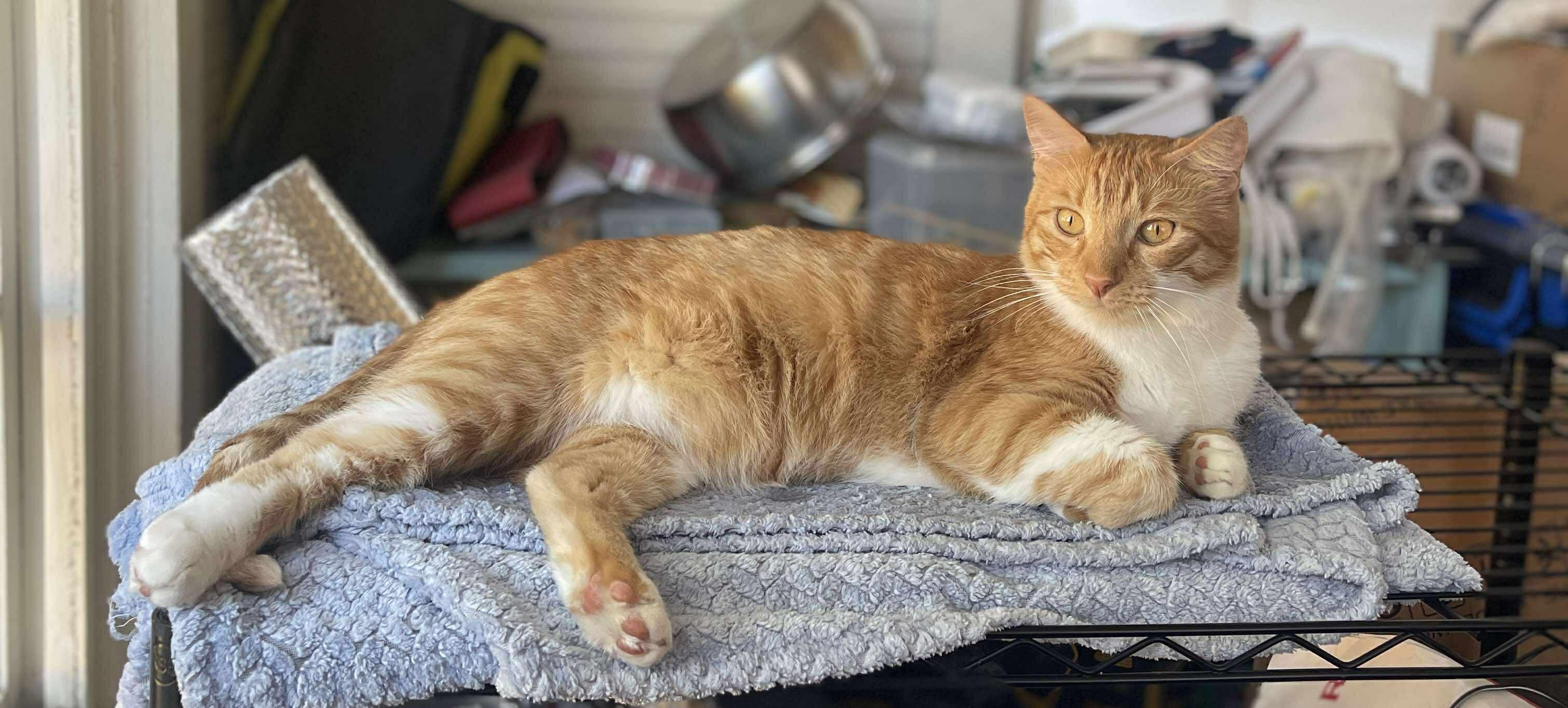 Enlarge Rusty - AKA Rustoleum, a Adoptable Domestic Short Hair in Ocean Springs, MS image 4/5