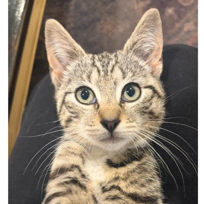 Tostitos May, needs young cat buddy, a Adoptable mixed breed in Hudson, MA image 1/3
