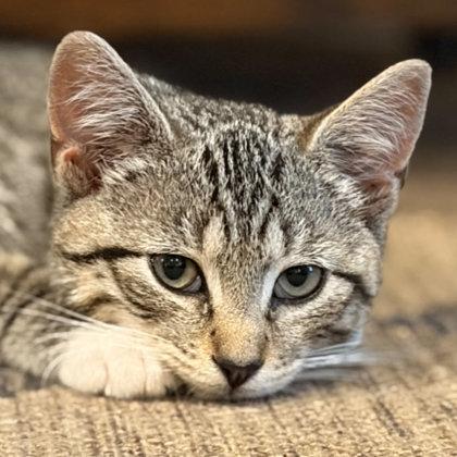 Tostitos May, needs young cat buddy, a Adoptable mixed breed in Hudson, MA image 2/3