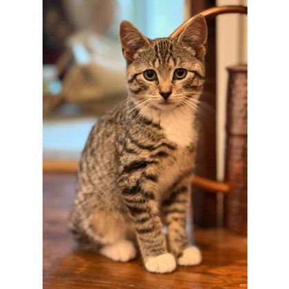 Tostitos May, needs young cat buddy, a Adoptable mixed breed in Hudson, MA image 3/3