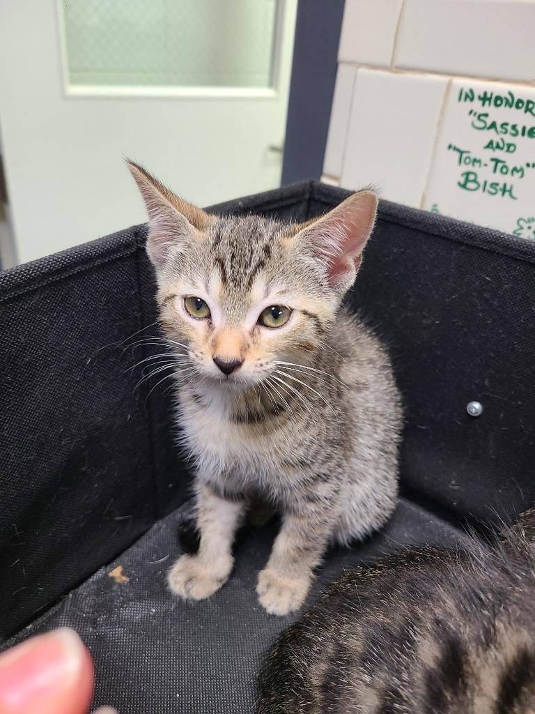 Enlarge C1335-25, a Adoptable mixed breed in Tifton, GA image 1/1