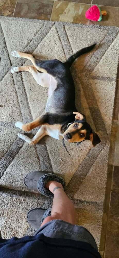Frankie II, Adoptable, Young Female German Shepherd Dog.