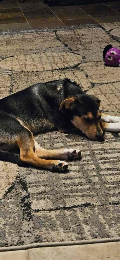 Frankie II, a Adoptable mixed breed in Fredonia, WI image 2/4