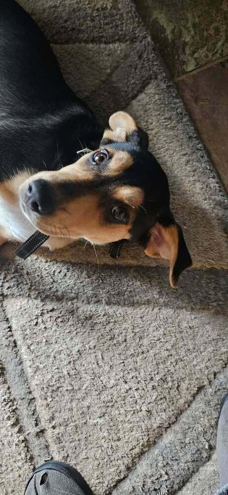 Frankie II, a Adoptable mixed breed in Fredonia, WI image 3/4