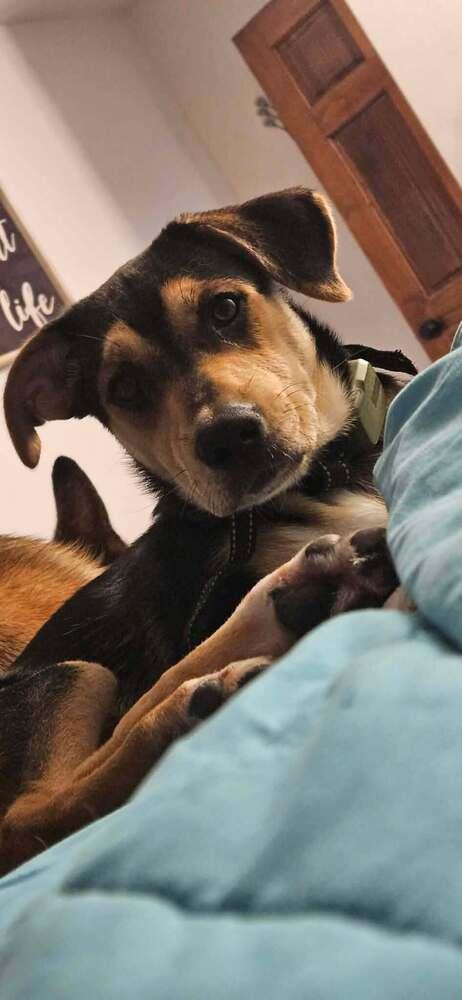 Frankie II, a Adoptable mixed breed in Fredonia, WI image 4/4