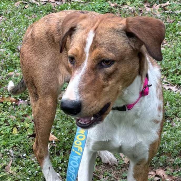 Zona, a ADOPTABLE mixed breed in Watertown, CT image 3/3