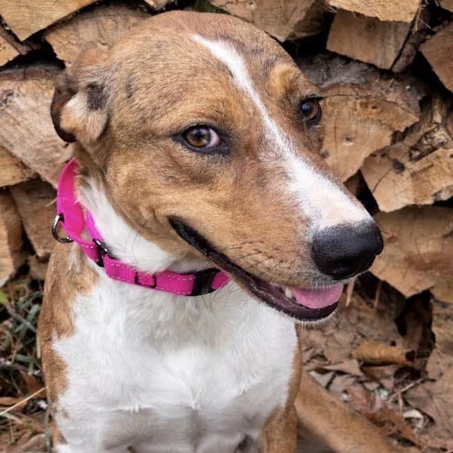 Zona, a ADOPTABLE mixed breed in Watertown, CT image 2/3