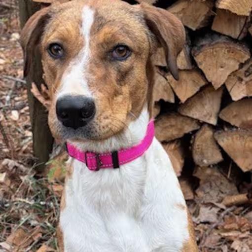 Zona, ADOPTABLE, Adult Female Whippet & Beagle.