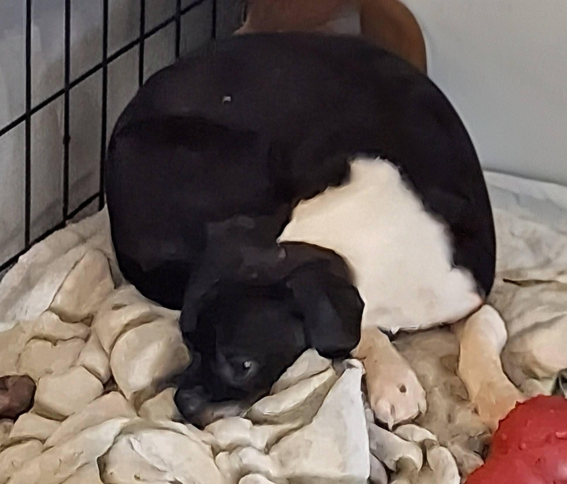 CHLOE, a ADOPTABLE mixed breed in Cottonwood, CA image 2/3