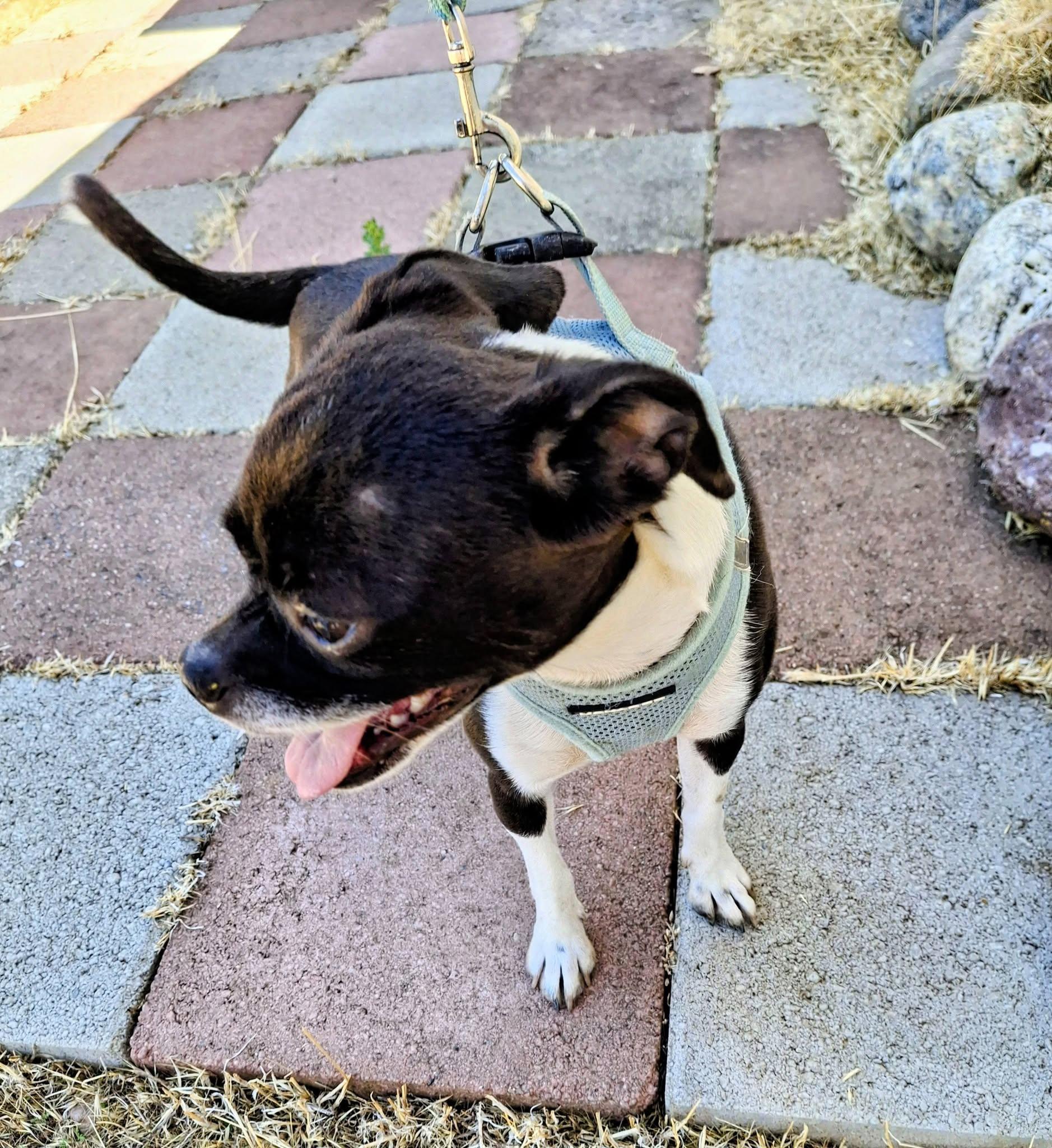 Enlarge CHLOE, a ADOPTABLE mixed breed in Cottonwood, CA image 6/6