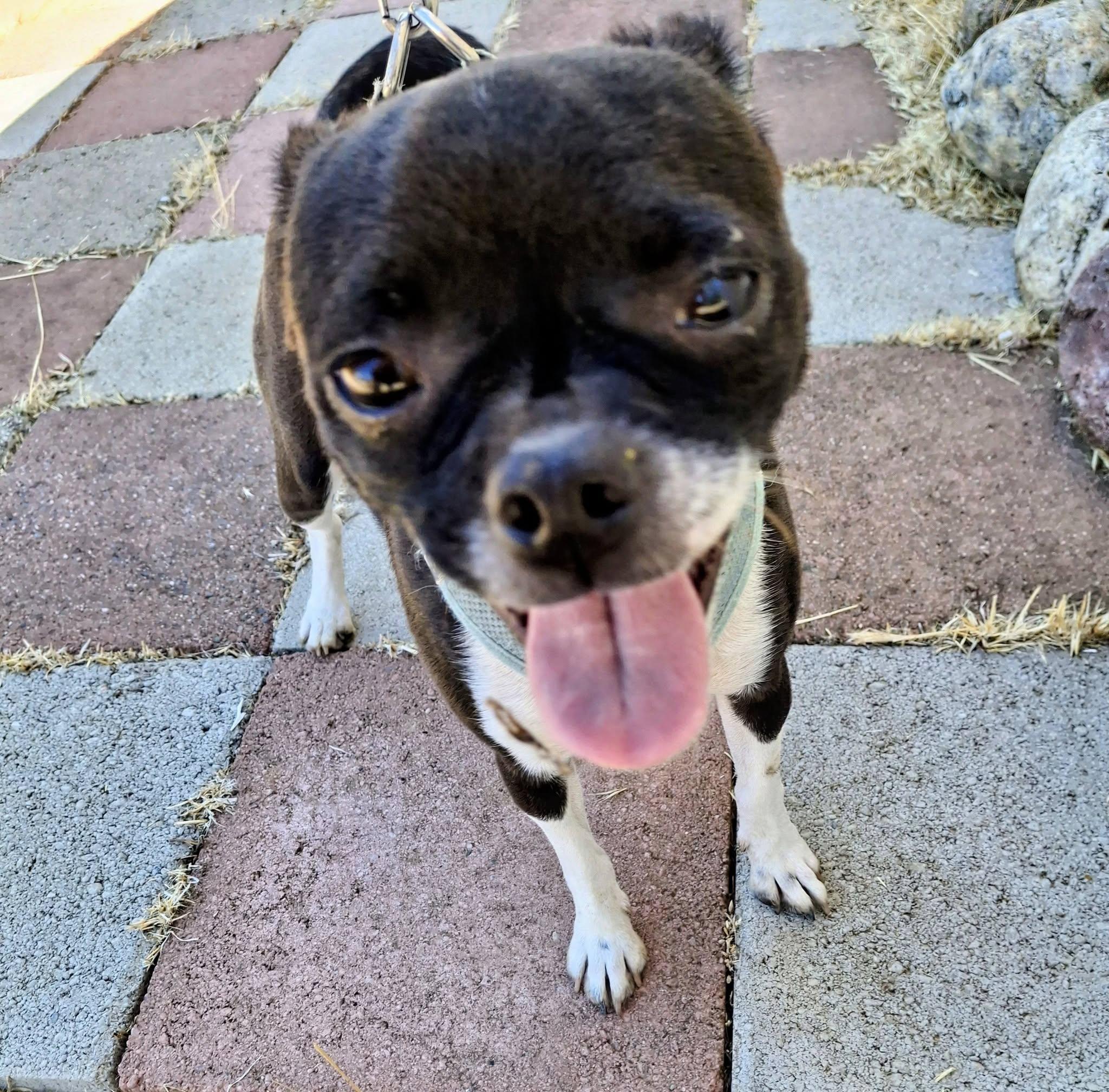 Enlarge CHLOE, a ADOPTABLE mixed breed in Cottonwood, CA image 5/6