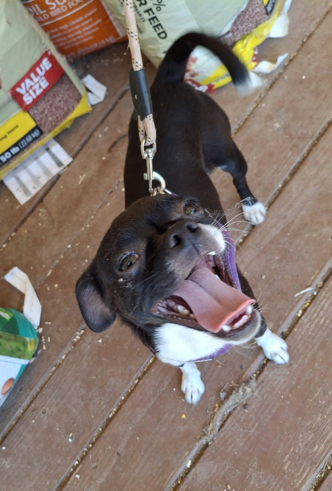 CHLOE, a ADOPTABLE mixed breed in Cottonwood, CA image 3/3