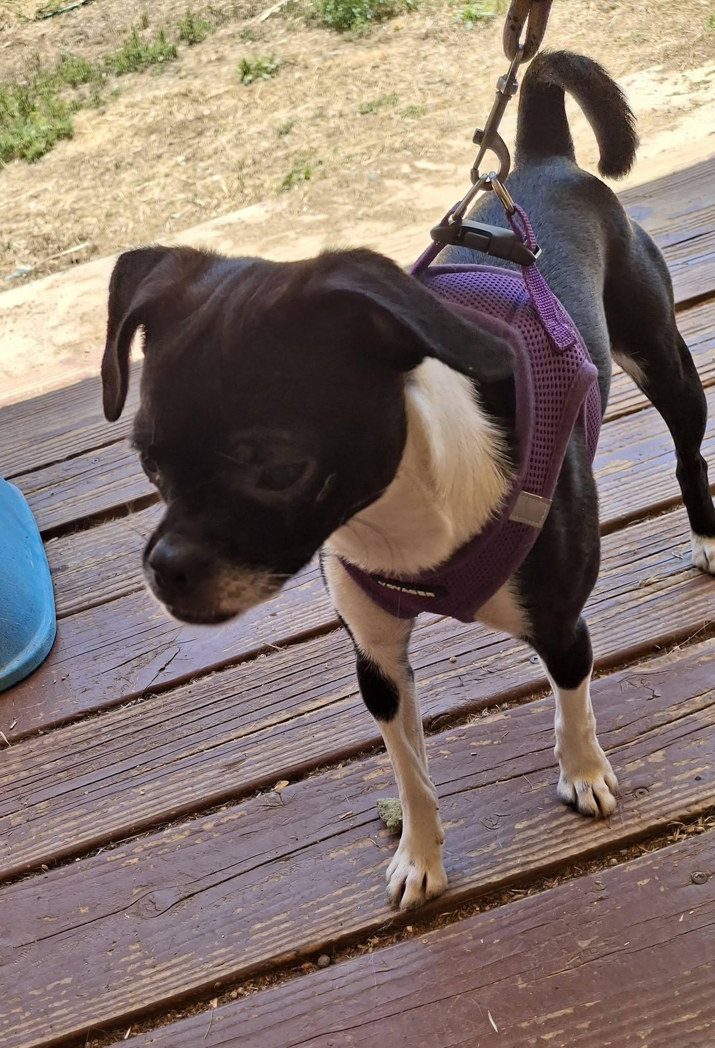CHLOE, a ADOPTABLE mixed breed in Cottonwood, CA image 1/3