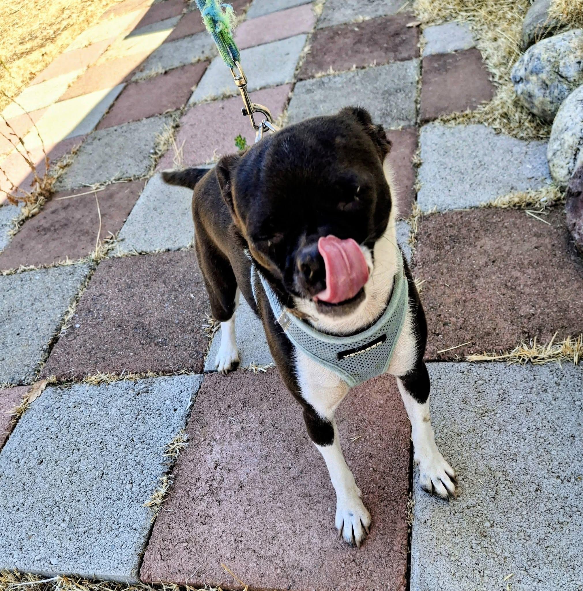 CHLOE, ADOPTABLE, Young Female Pug & Chihuahua.