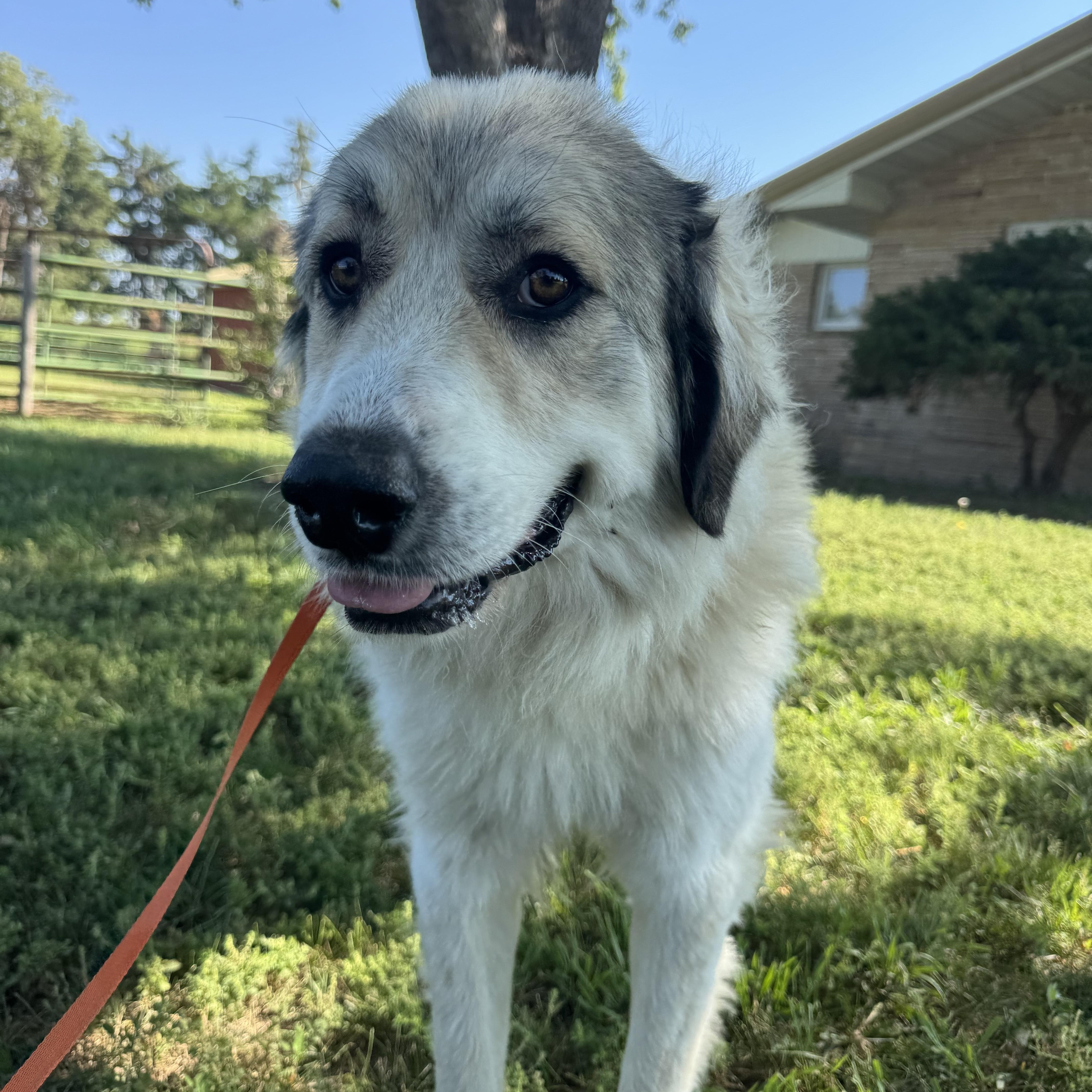 Enlarge Jada, an adopted Great Pyrenees in Lexington, NE image 2/2