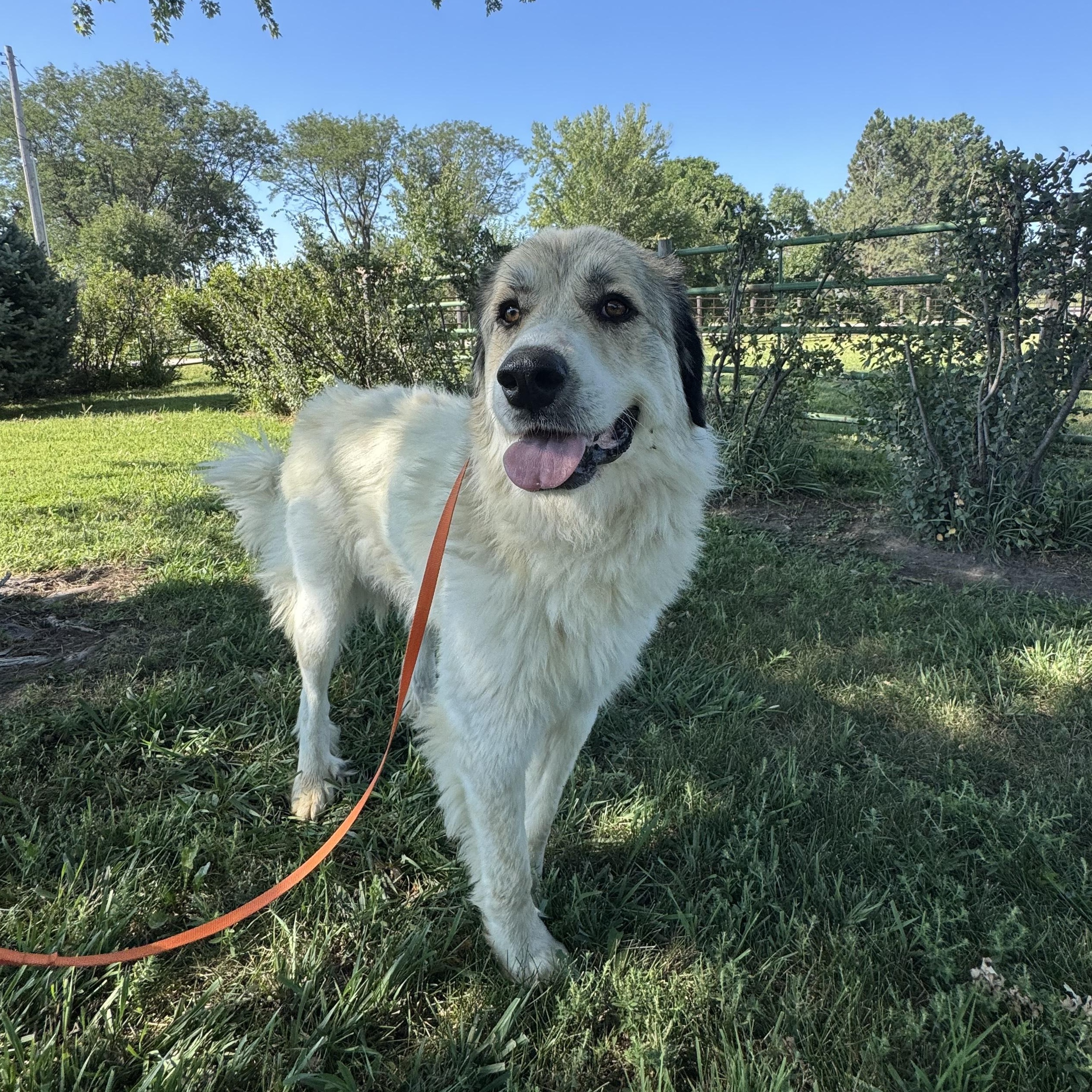 Enlarge Jada, an adopted Great Pyrenees in Lexington, NE image 1/2