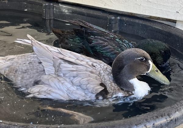 Biscuit, Adoptable, Baby Male Duck.
