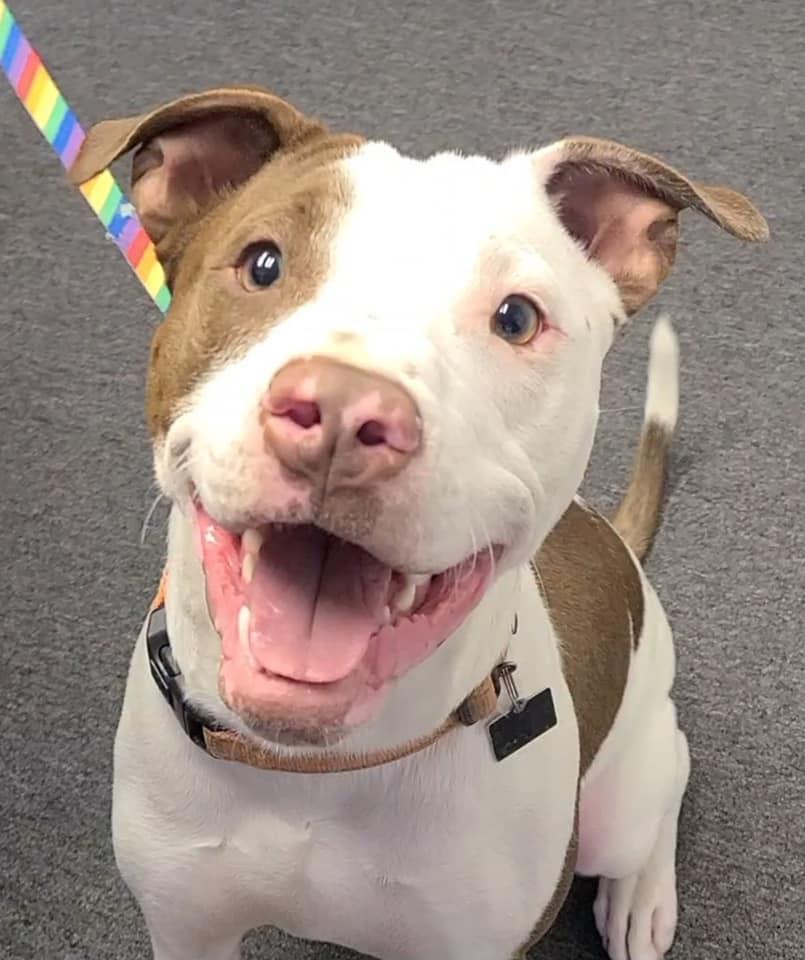 Enlarge Nemo (special needs), a Adopted Pit Bull Terrier in Spotsylvania, VA image 1/3