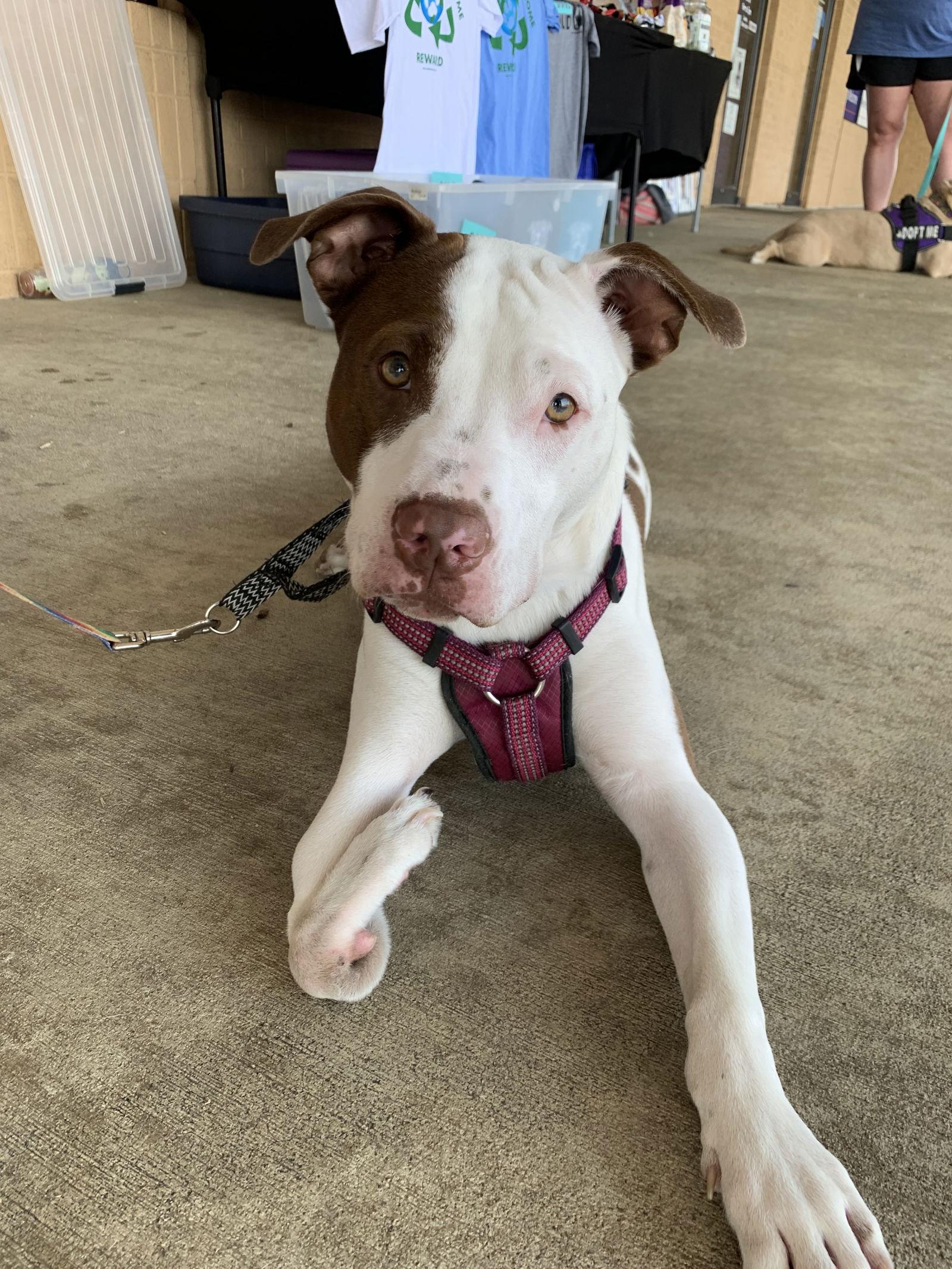 Enlarge Nemo (special needs), a Adopted Pit Bull Terrier in Spotsylvania, VA image 2/3