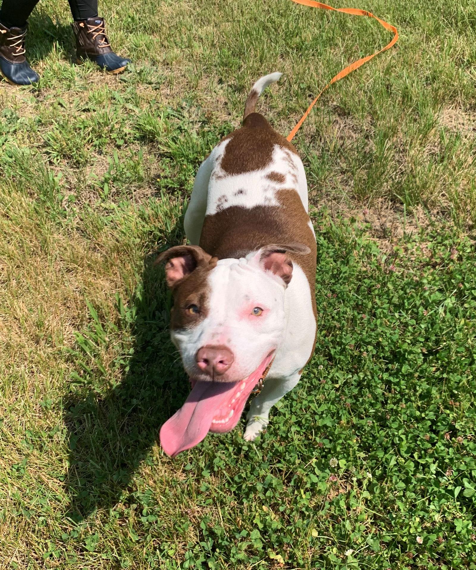 Enlarge Nemo (special needs), a Adopted Pit Bull Terrier in Spotsylvania, VA image 3/3