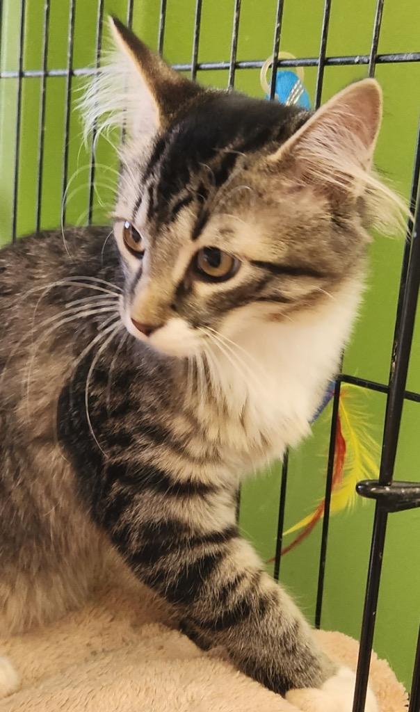 Enlarge Birdie fka Onyx, a Adopted mixed breed in Tampa, FL image 1/1