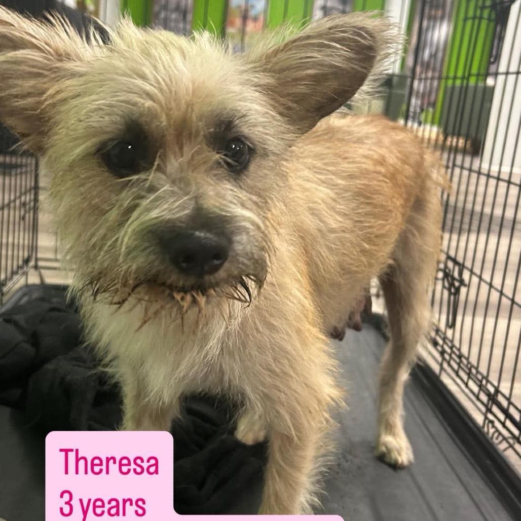 Mommy Theresa, Adoptable, Adult Female Wirehaired Terrier.