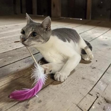 Sazi, Adoptable, Kitten Female American Shorthair.