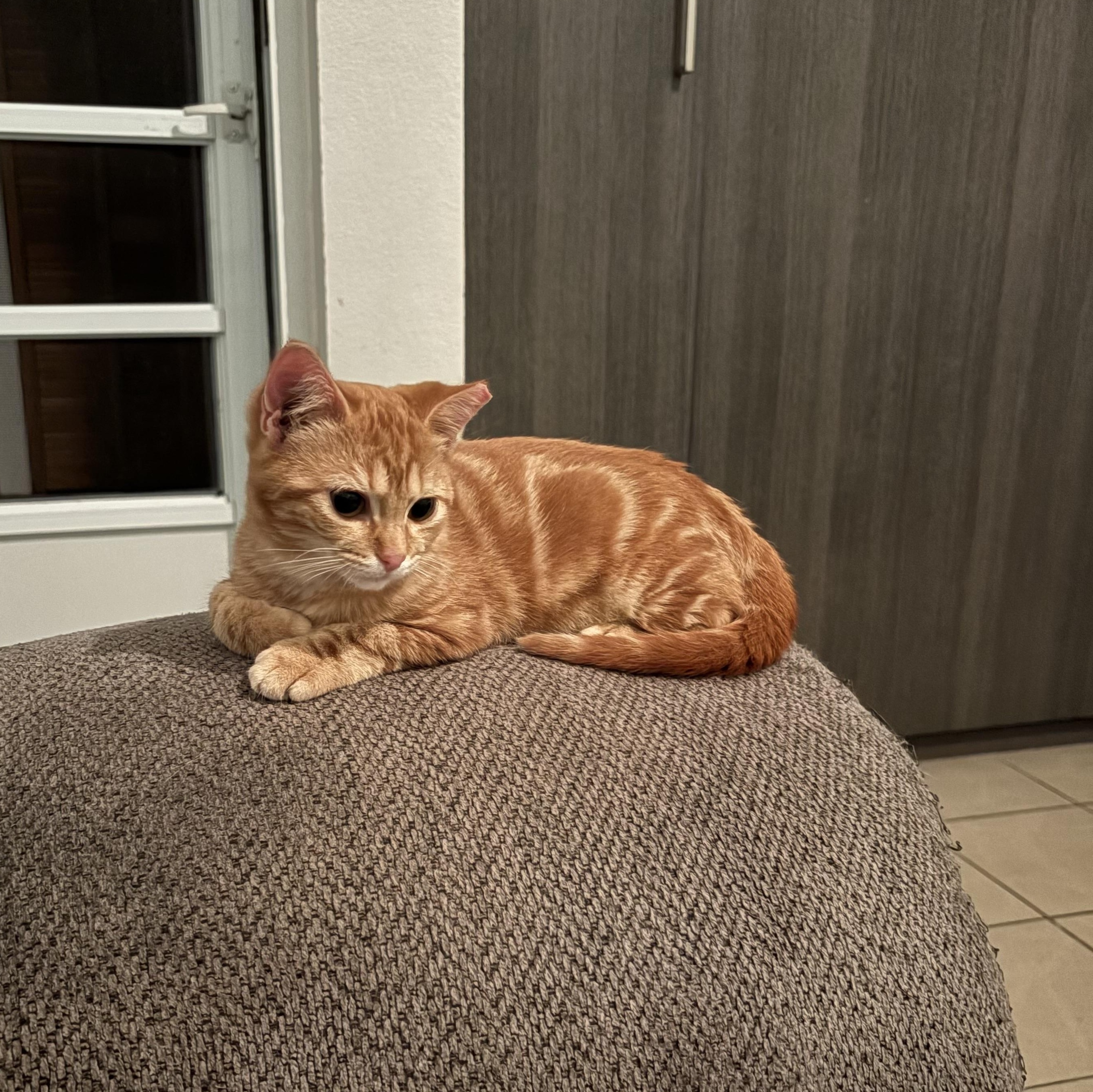 Enlarge Orenji, a Adoptable Domestic Short Hair in Aibonito, PR image 1/2