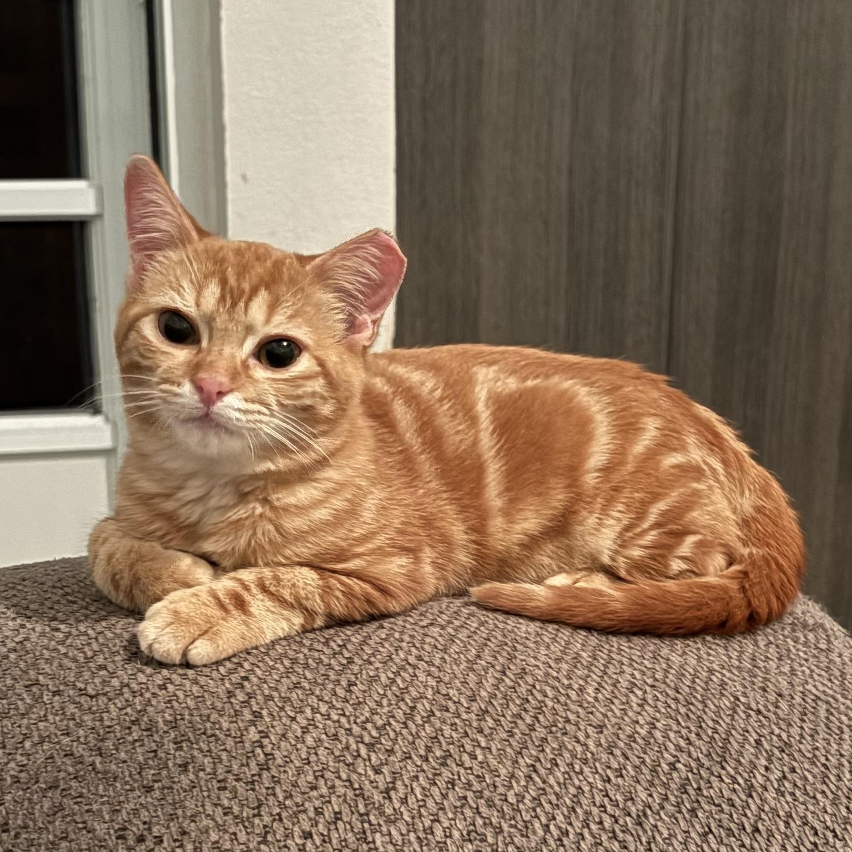 Orenji, adopted, Young Female Domestic Short Hair.