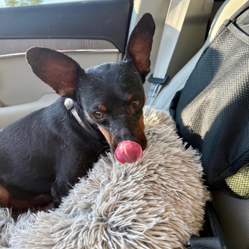Max, Adoptable, Adult Male Miniature Pinscher & Chihuahua.