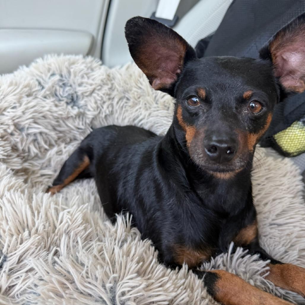 Enlarge Max, a Adoptable mixed breed in Ennis, TX image 2/5