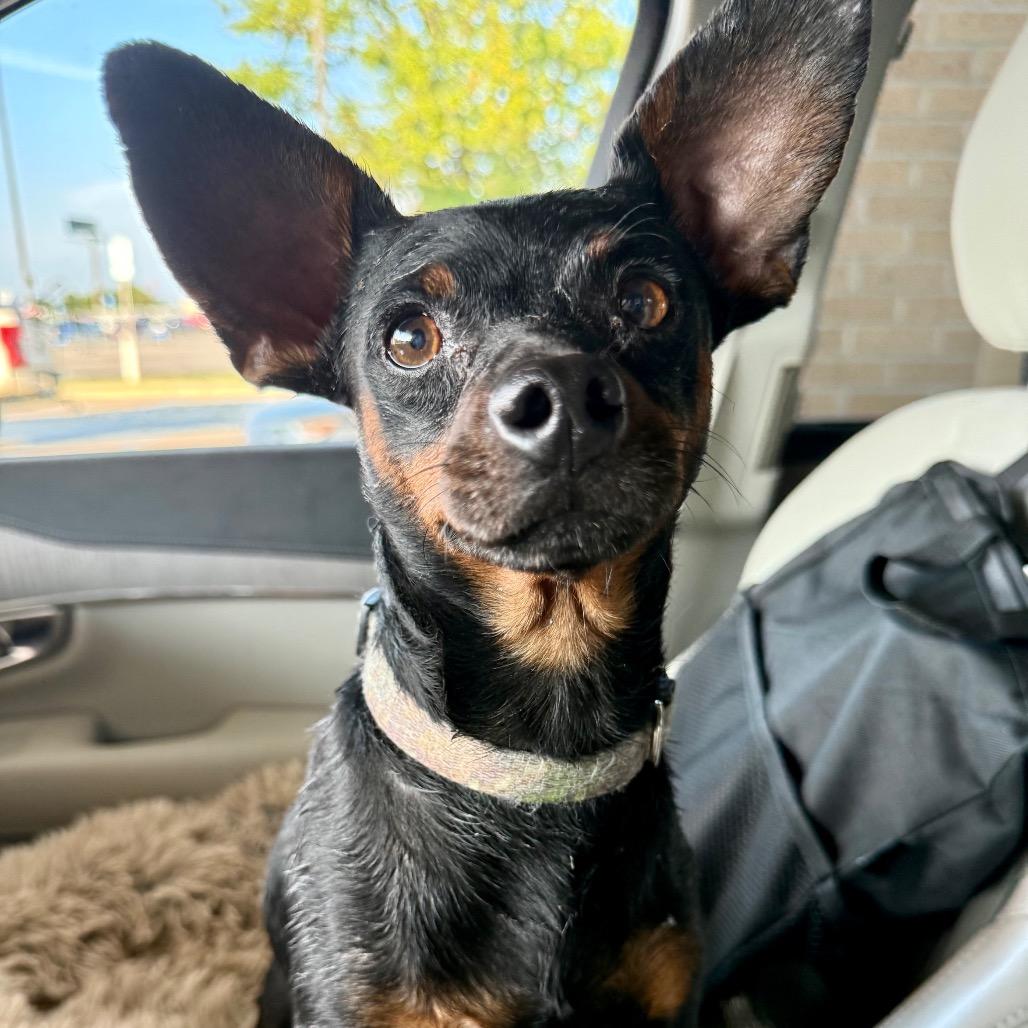 Enlarge Max, a Adoptable mixed breed in Ennis, TX image 3/5