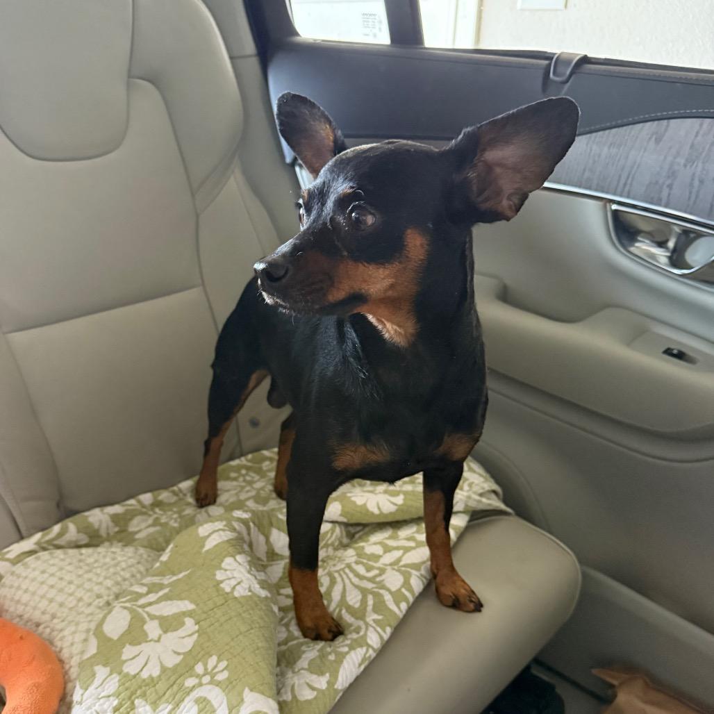 Enlarge Max, a Adoptable mixed breed in Ennis, TX image 4/5