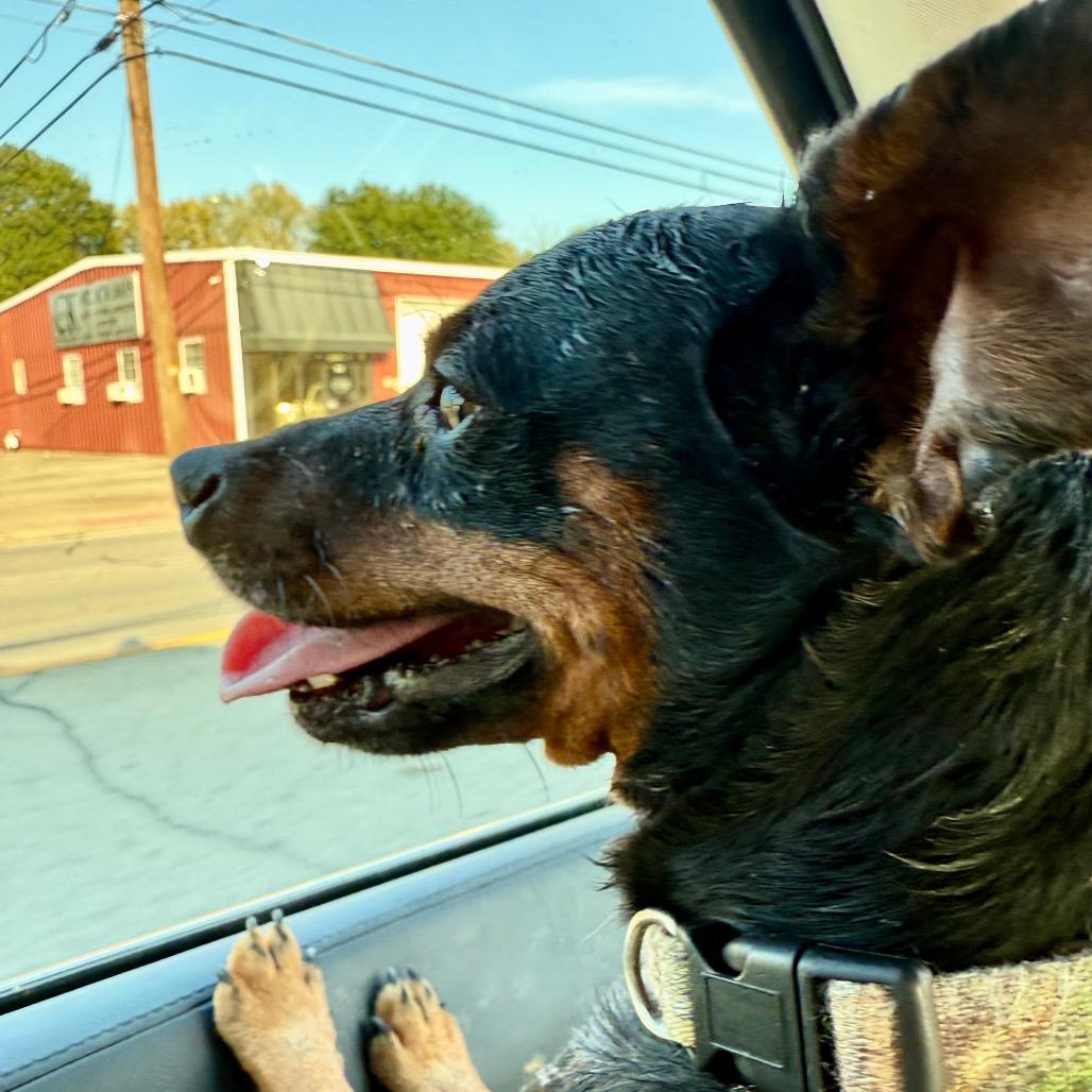 Enlarge Max, a Adoptable mixed breed in Ennis, TX image 5/5