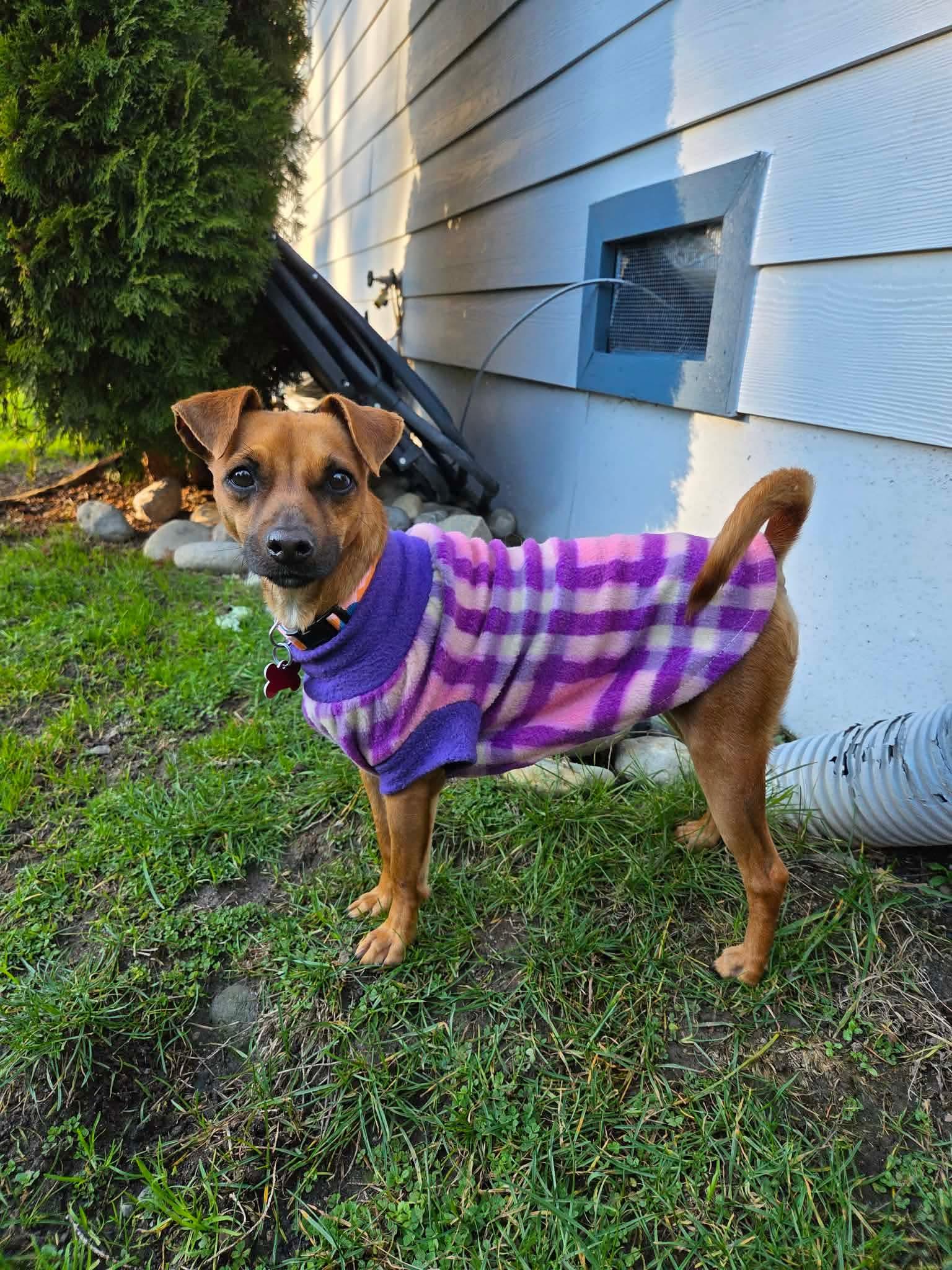 Enlarge Sunny, an adopted mixed breed in Puyallup, WA image 4/6