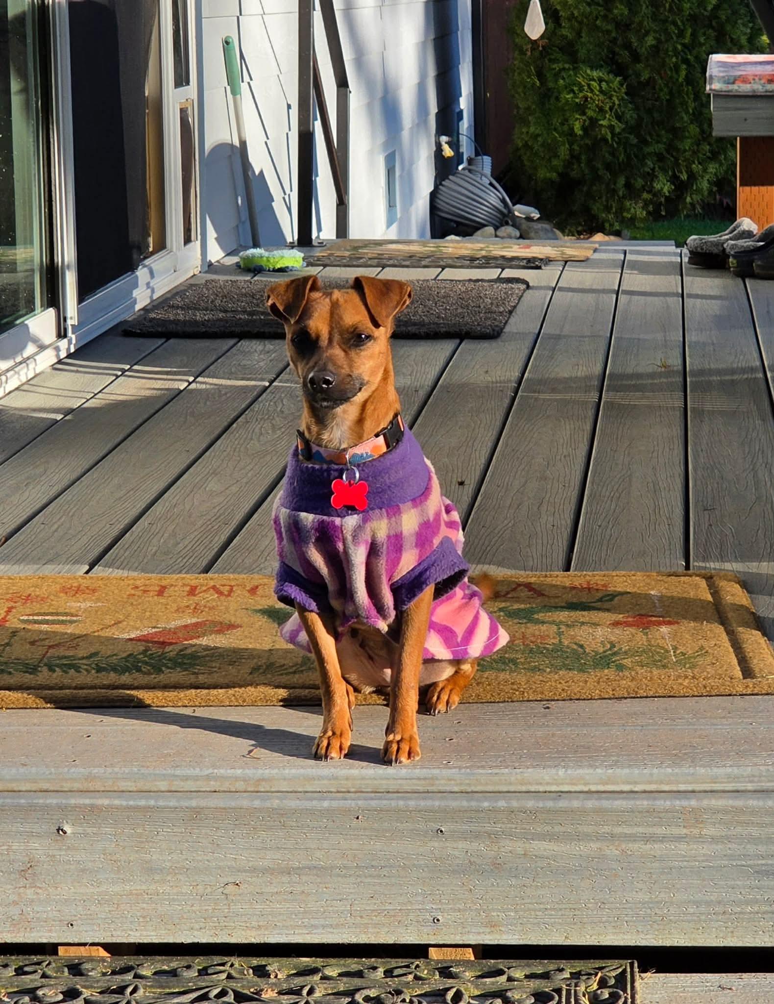 Enlarge Sunny, an adopted mixed breed in Puyallup, WA image 3/6