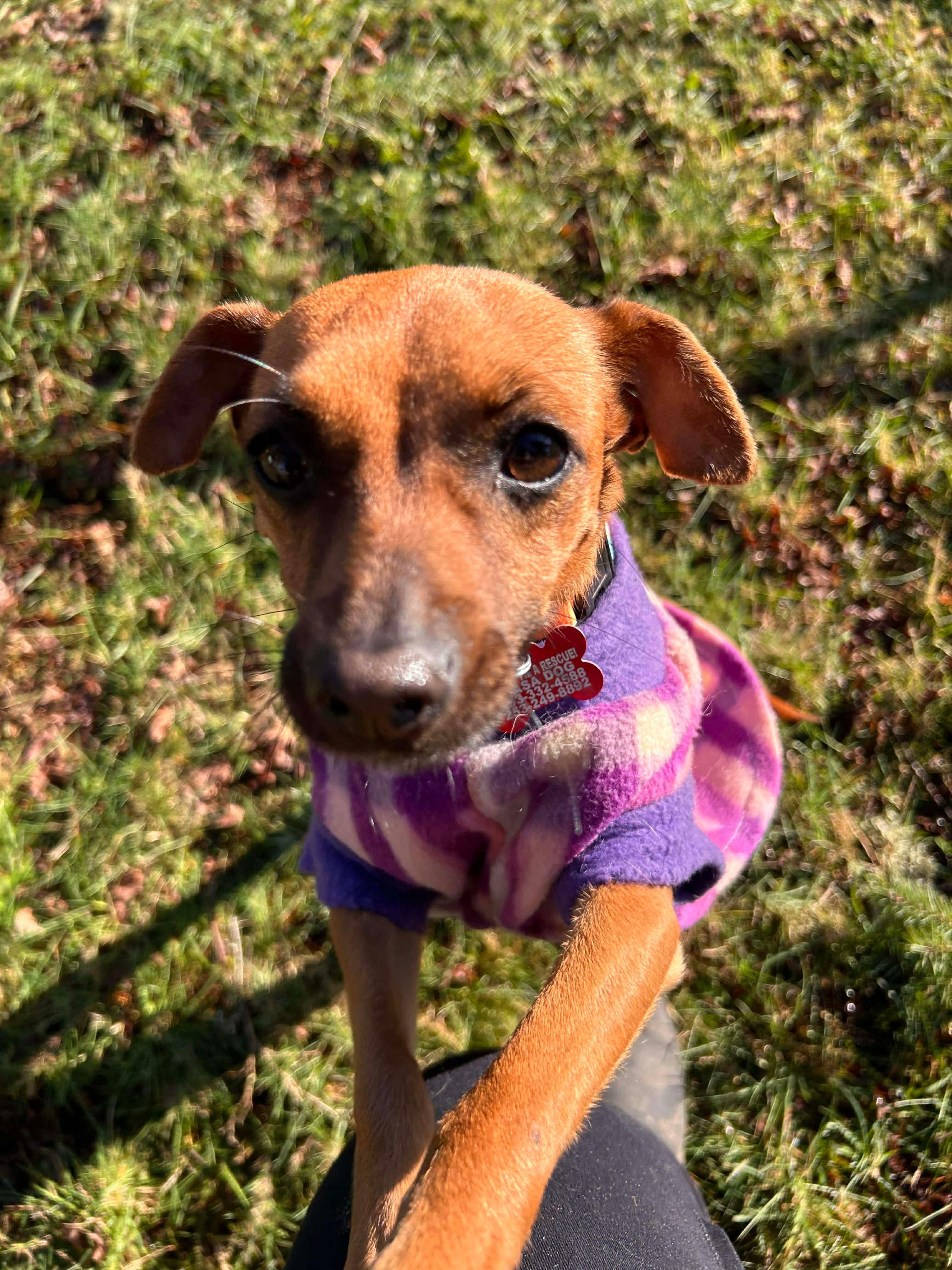 Enlarge Sunny, an adopted mixed breed in Puyallup, WA image 2/6