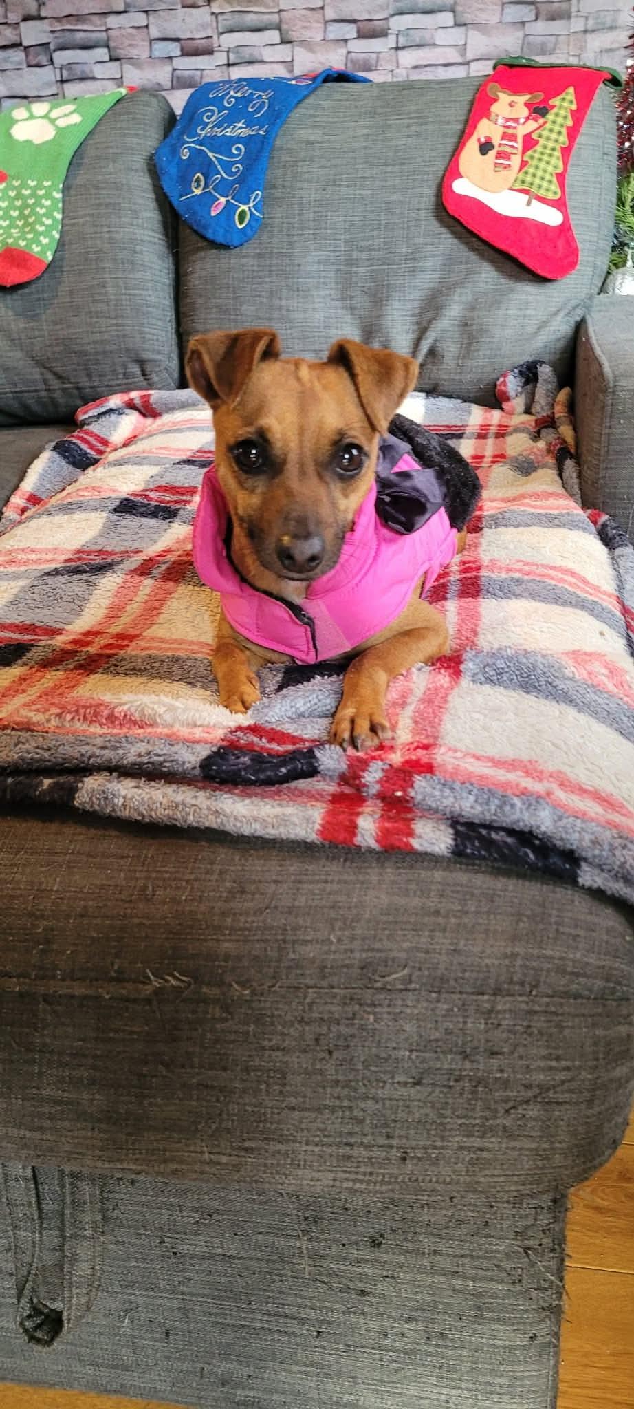 Enlarge Sunny, an adopted mixed breed in Puyallup, WA image 6/6