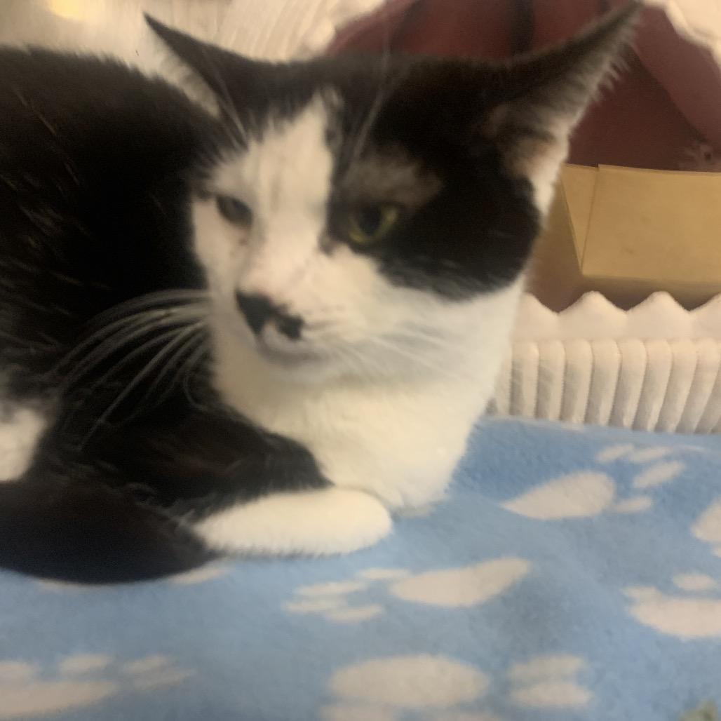 Shiloh, a Adoptable Domestic Short Hair in Waldorf, MD image 1/4