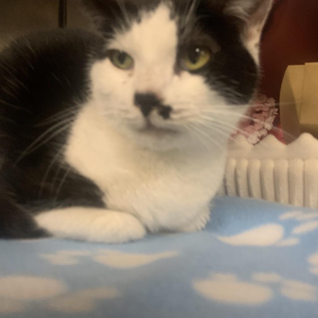 Shiloh, a Adoptable Domestic Short Hair in Waldorf, MD image 2/4