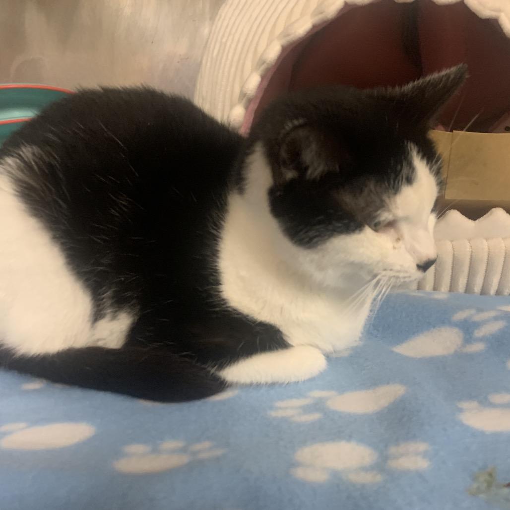 Shiloh, a Adoptable Domestic Short Hair in Waldorf, MD image 3/4