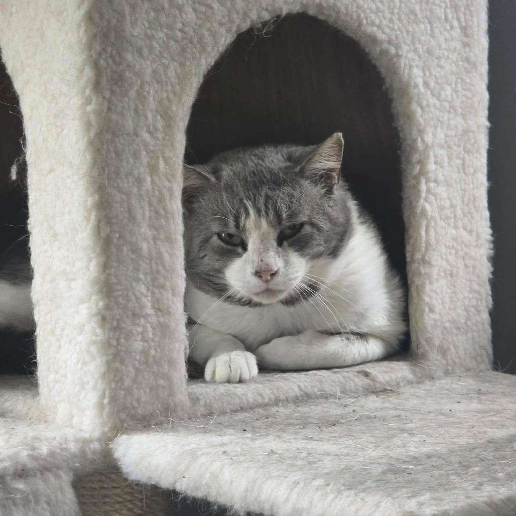 Bacon, a Adoptable Domestic Short Hair in Jarrettsville, MD image 1/5