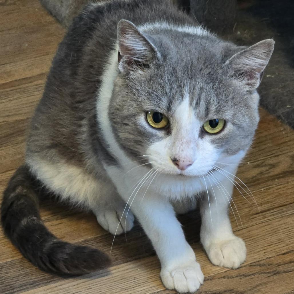 Bacon, a Adoptable Domestic Short Hair in Jarrettsville, MD image 2/5