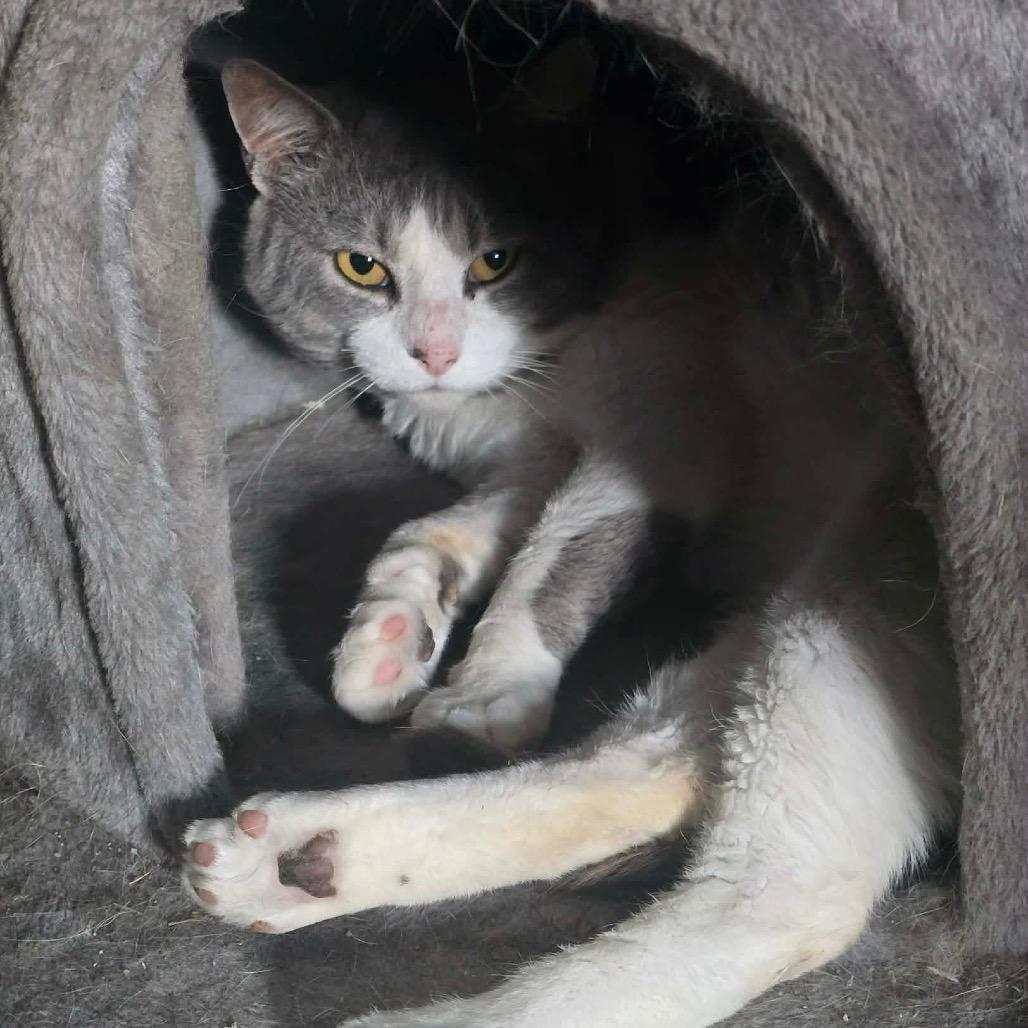 Bacon, a Adoptable Domestic Short Hair in Jarrettsville, MD image 3/5