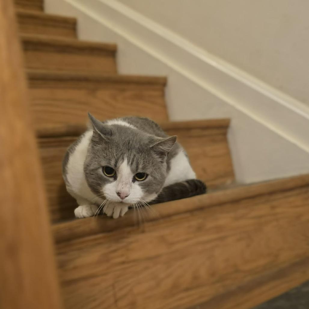 Bacon, a Adoptable Domestic Short Hair in Jarrettsville, MD image 4/5