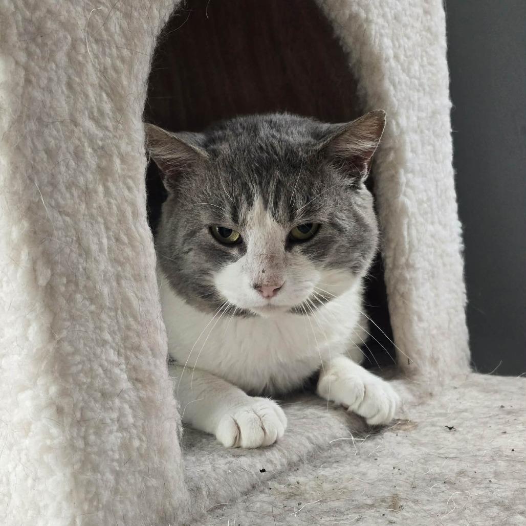 Bacon, a Adoptable Domestic Short Hair in Jarrettsville, MD image 5/5