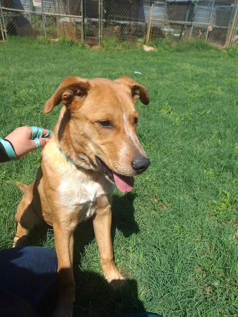 Basil, Young Male Golden Retriever